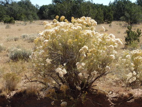 GDMBR: Feathery Sage Bloom.